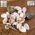 Natural Decorative Sea Shells Set (1 Set)