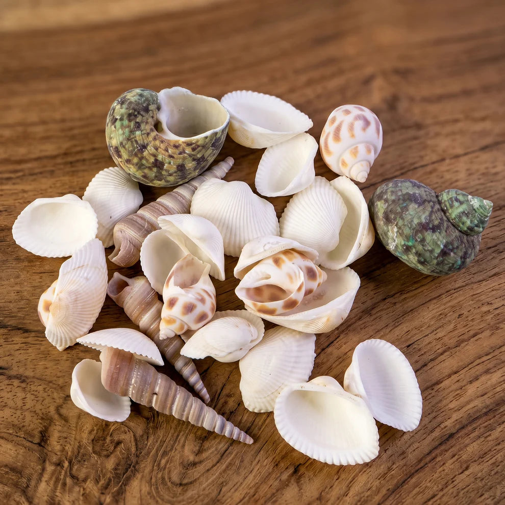 Natural Decorative Sea Shells Set (1 Set)